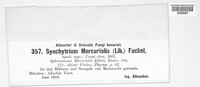 Synchytrium mercurialis image